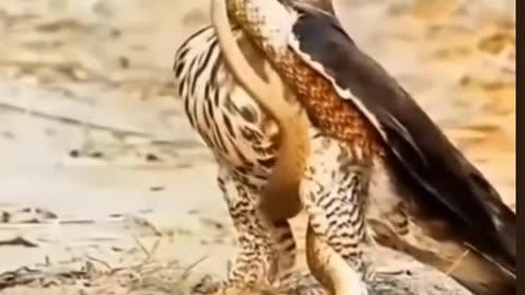 Animals