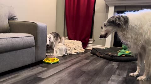 Dogs are dichromatic vision(blues/yellows only)