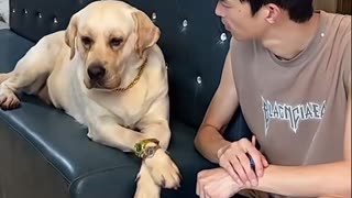 Little dogs comedy Videos 🤣 so cute videos 😍 funny pictures and puppies comedy scenes 😂