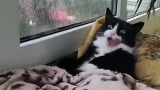 Warm and comfortable blankets win over wet freedom 🐱