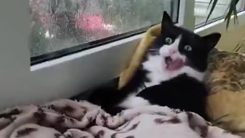 Warm and comfortable blankets win over wet freedom 🐱