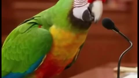 This Parrot Goes to Christmas Court… and Roasts Everyone 😂🎄🦜 #papagoiecho #parrot #talkingparot