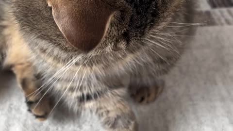 If you are watching this video, know that God has made you the guardian angel of a hungry cat💝