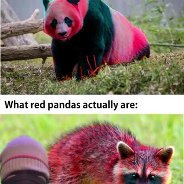 One of them is an imposter take your pick