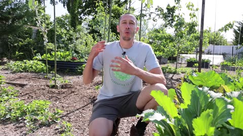 STOP Doing This to Your Tomatoes! 5 Deadly Mistakes Every Gardener Must Avoid