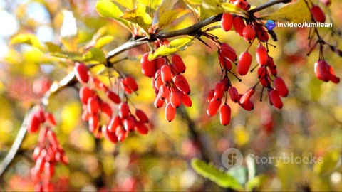 LumiLean : Maigrir naturellement et durablement