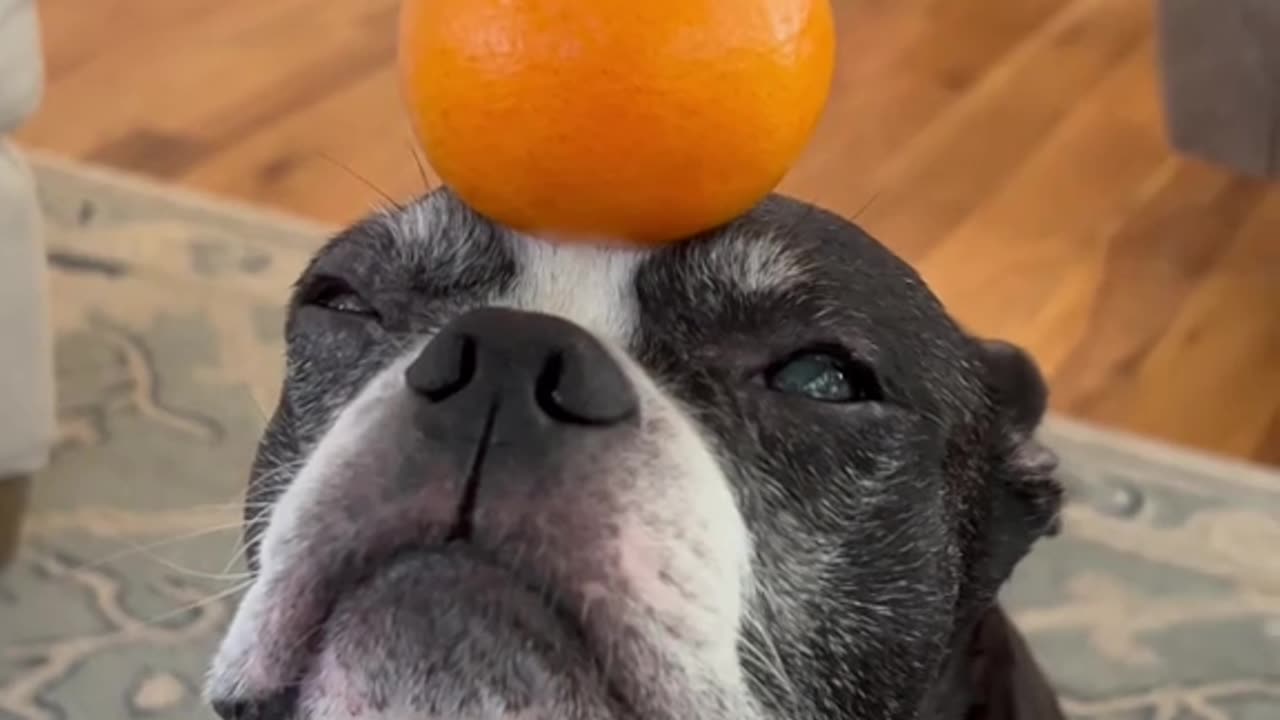 The Dog With a Hidden Balancing Talent 🐶📚