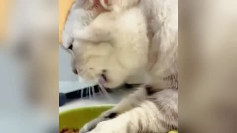 Funniest Cats and Dogs of 2025😼🐶Try N0t To Laugh😜