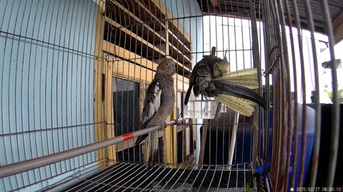 "Lovely Australian Cockatiels Singging and Playing in Cage Part 2"
