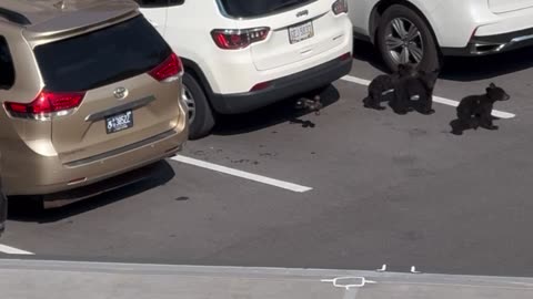 Black Bear Cubs Wander Away From Mom Breaking Into Car