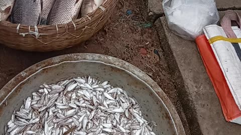 Why Small Fish Are Becoming the Next Big Trend in the Seafood Market