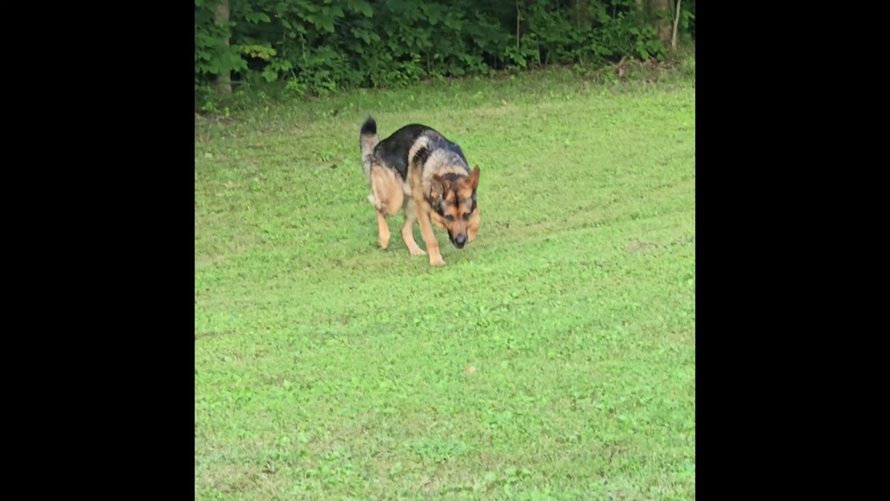 Sable german shepherd.