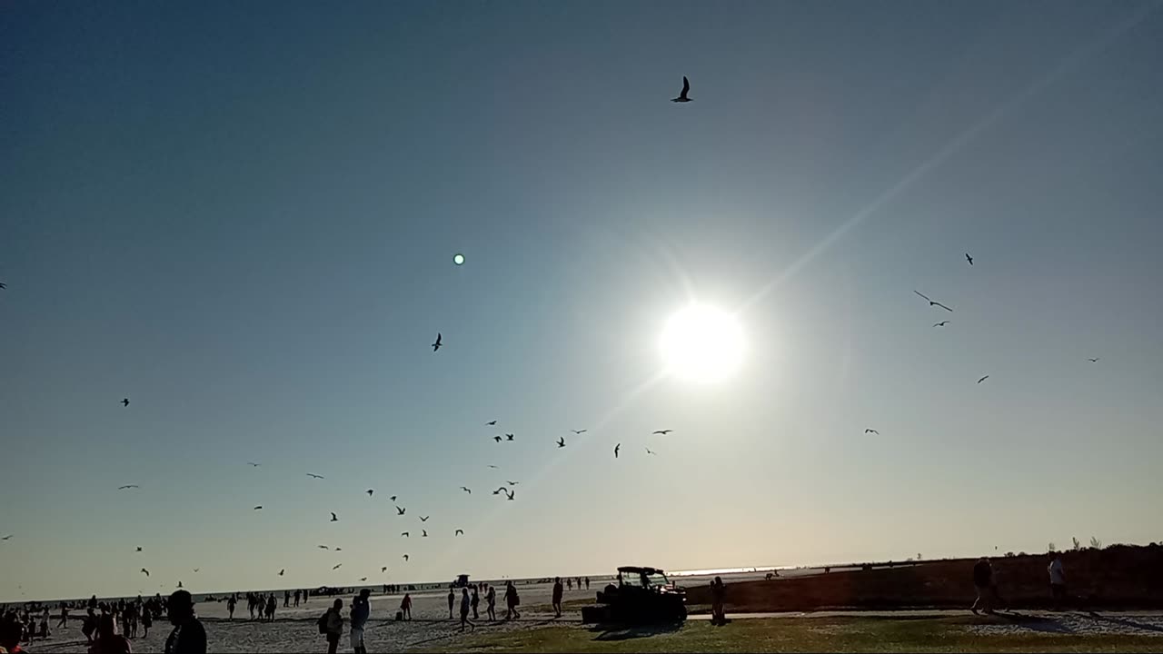 Seagulls at the drum circle