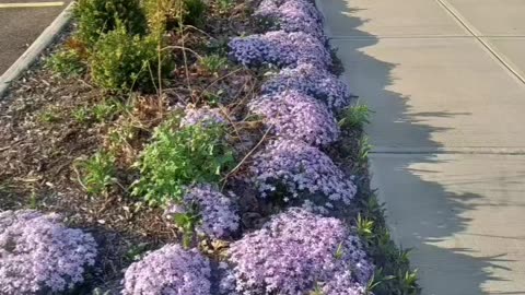 Spring Flowers and Trees Blooming On a Lovely Cleveland Ohio Day