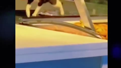 Gato toma empanada sin permiso jijiji