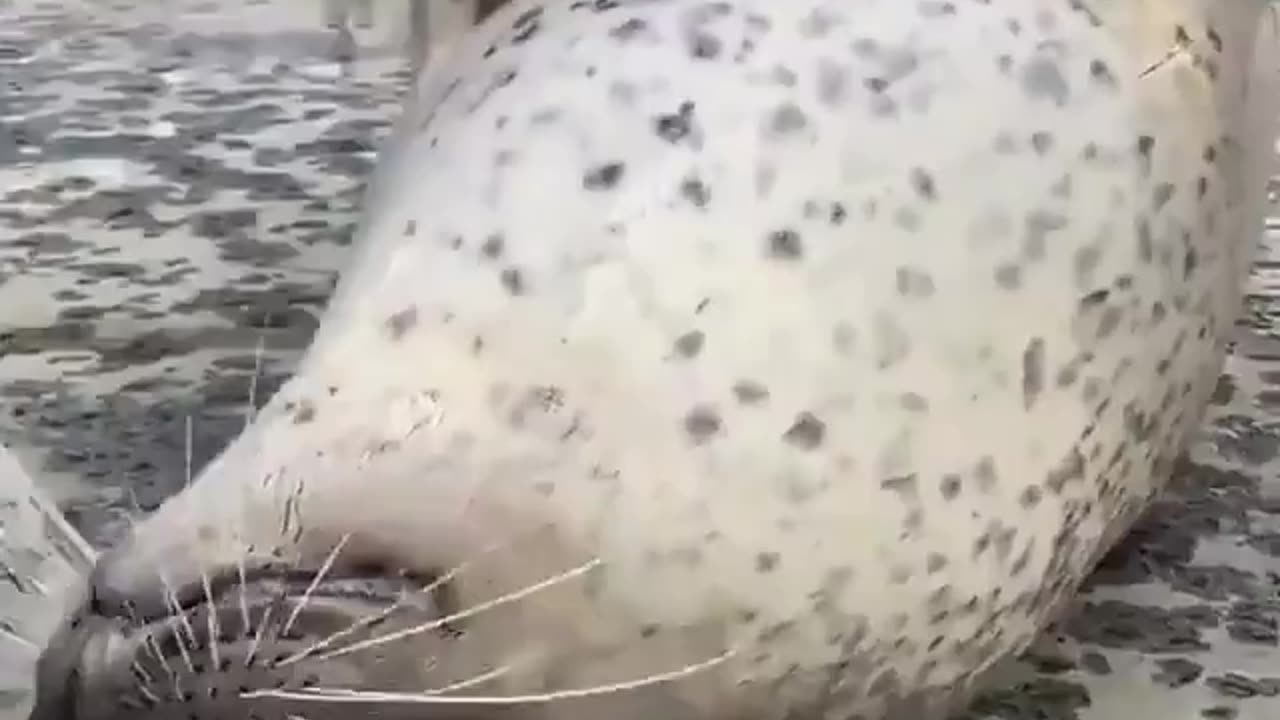 Slap slap slap slap slap slap slap slap cuddles hand