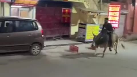 🤣🐾 When You Try To Be A Wild And Free Animal... | FunFM