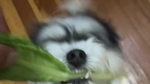 😂🐶 Go on Millie, Take the Lettuce and Run Away! | FunFM