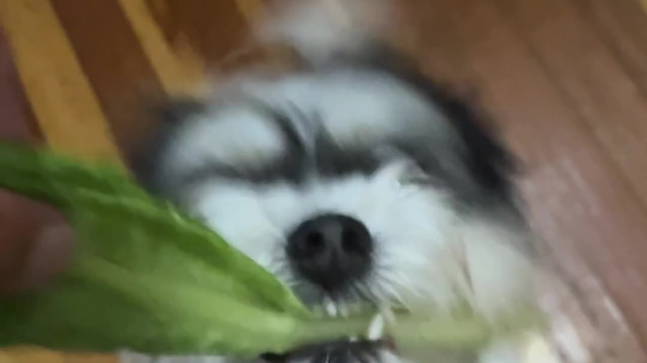 😂🐶 Go on Millie, Take the Lettuce and Run Away! | FunFM