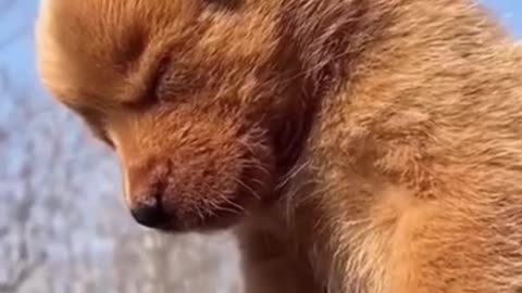 Dog's Comedy Videos 🤣 so cute videos 😍 funny videos 🤣 so cute picture 🤩