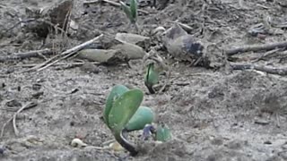 Planting Eagle Seed Forage Soybeans!