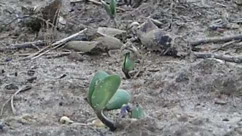 Planting Eagle Seed Forage Soybeans!