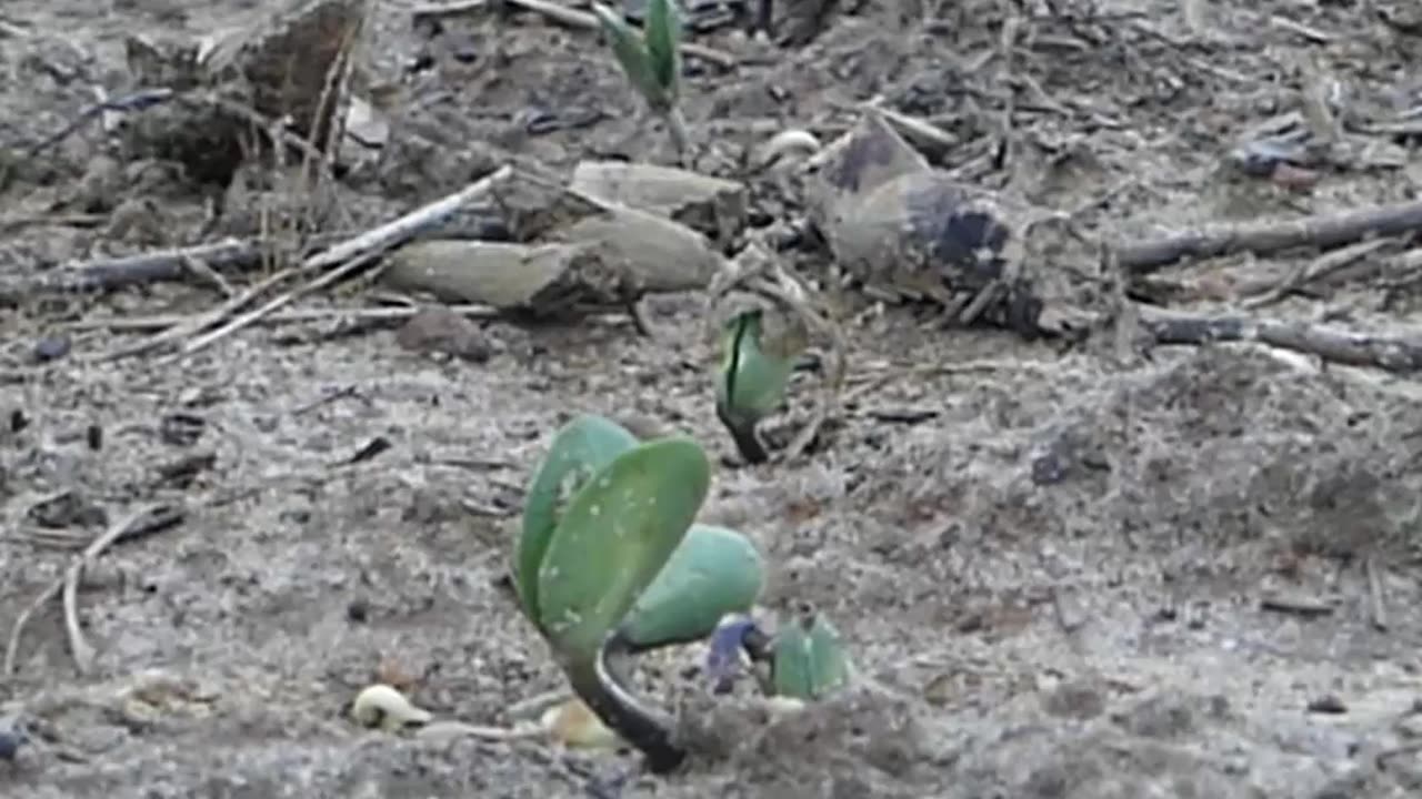 Planting Eagle Seed Forage Soybeans!