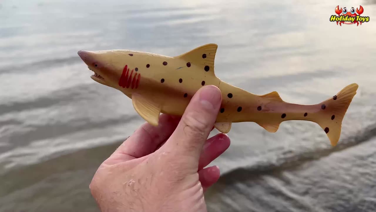 Looking for Hammerhead Sharks in Puddles with Lots of Mud Inside