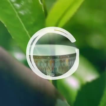 Experience the Richness of Ceylon Tea in Sri Lanka