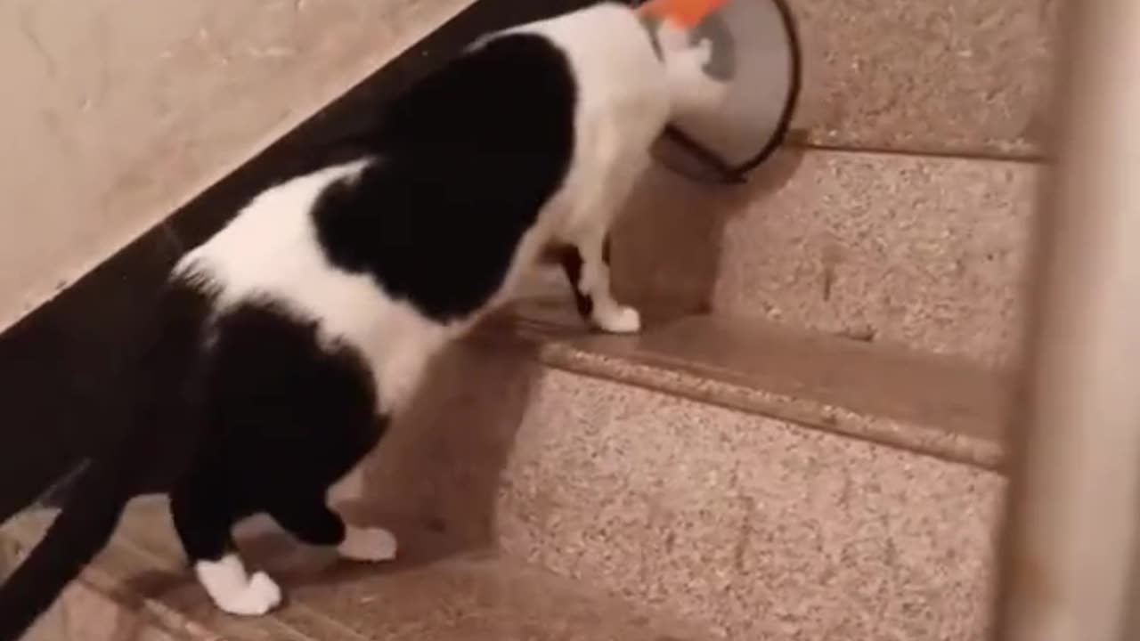 Can This Cat Conquer Every Staircase?