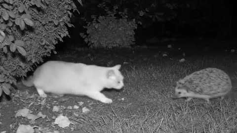 😂🦎 Epic Showdown: Cat vs Iguana You Won't Believe! | FunFM