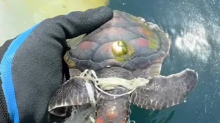 Baby Sea turtle rescue 🐢