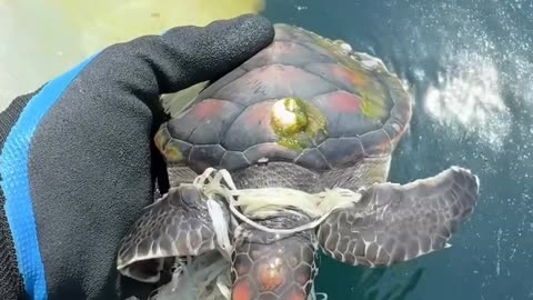Baby Sea turtle rescue 🐢