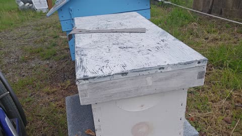 Installing a queen Bee