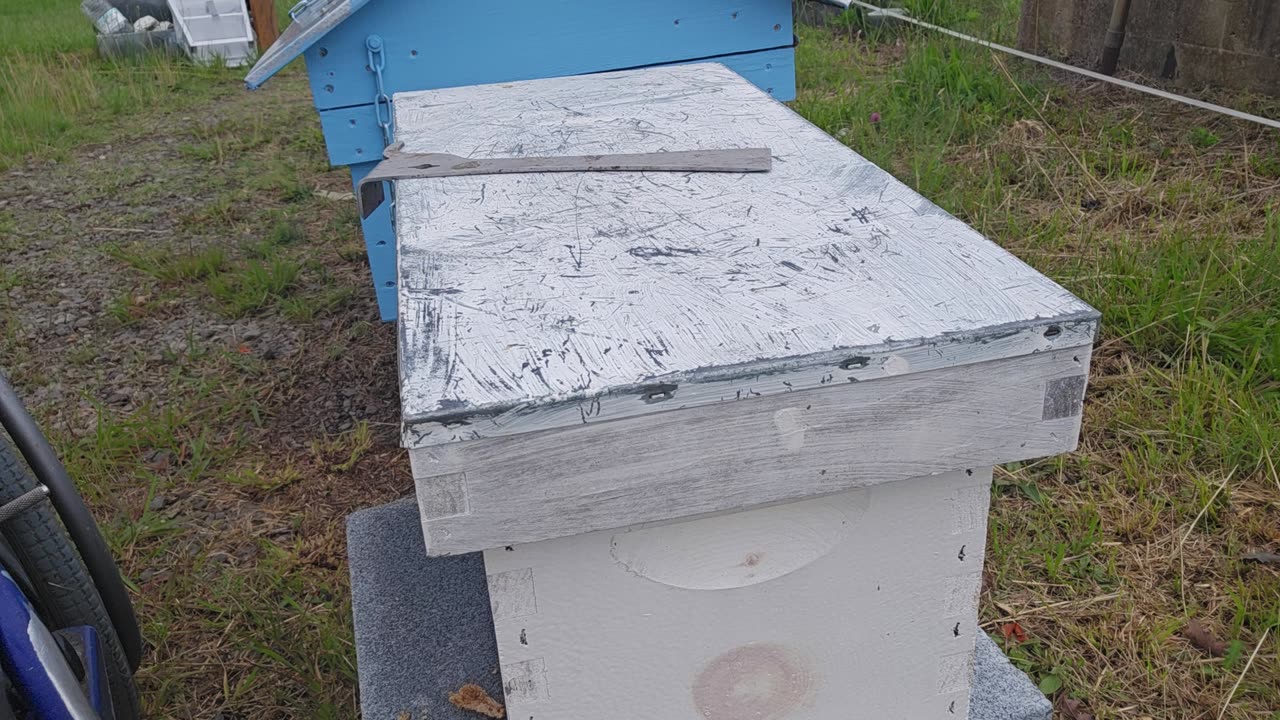 Installing a queen Bee