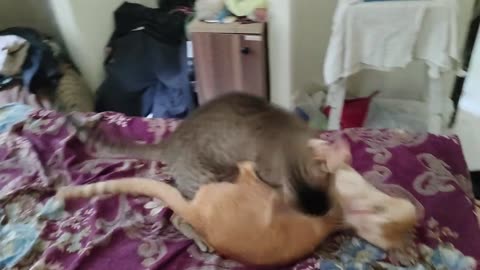 fighting between two cat ladies