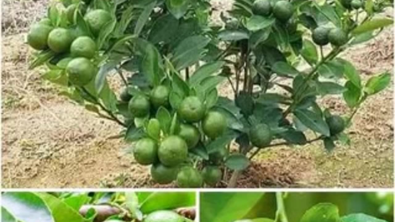 Lemon Tree and Its Importance in Our Lives