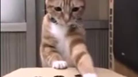 Play with cat