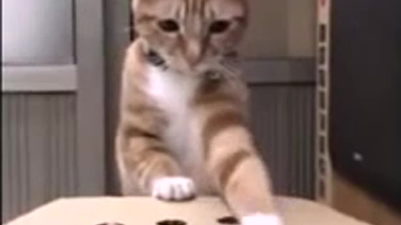 Play with cat