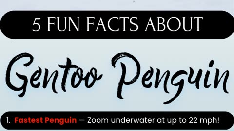 5 Fun Facts About the Gentoo Penguin!