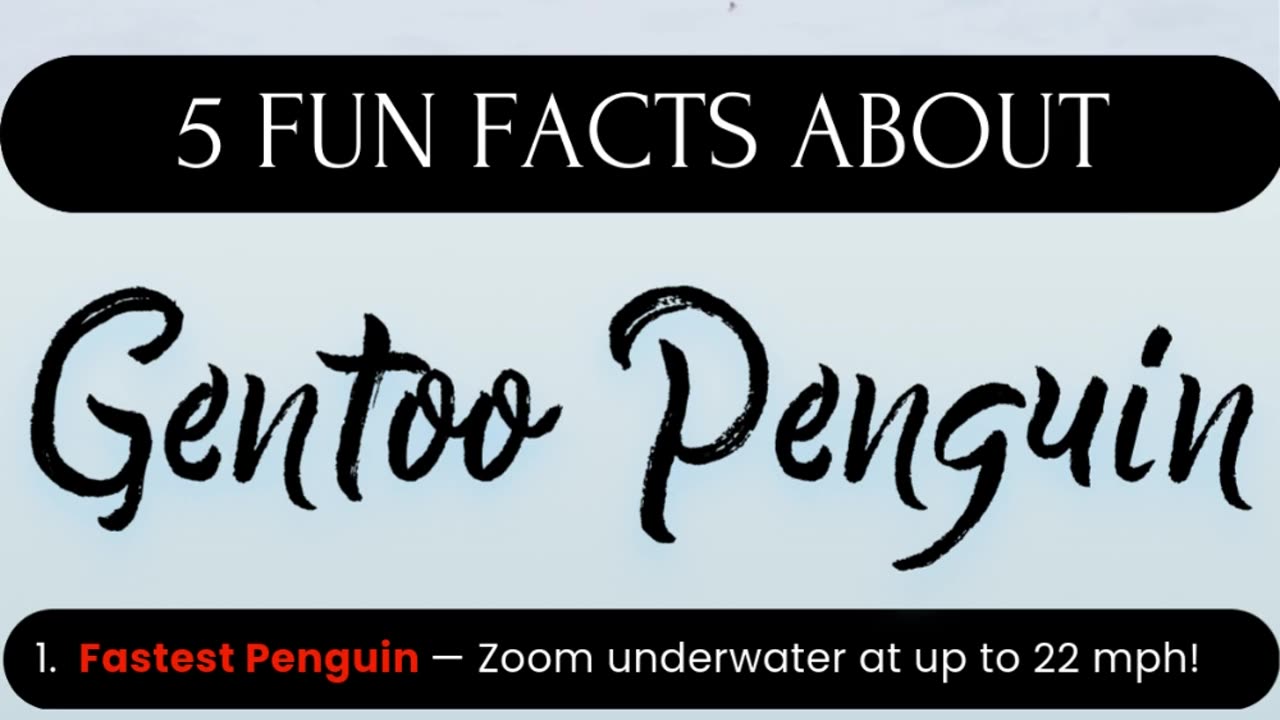 5 Fun Facts About the Gentoo Penguin!