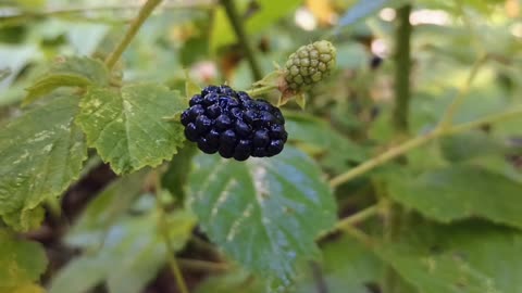 Blackberry