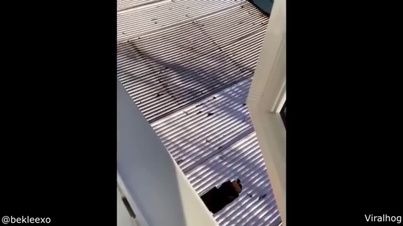 Cat corner