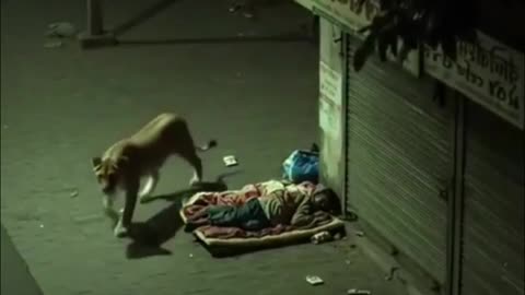 Wild Tiger Roams City Streets at Night You Won’t Believe What Happens Next! #streetfood #india