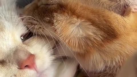 Funnyanimal