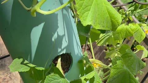 Cucumbers 🥒 growing TOWER with Eden's Living TV