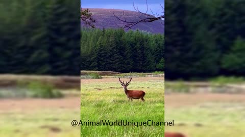 Red DEER | Sounds of Nature