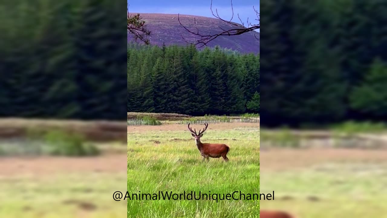 Red DEER | Sounds of Nature