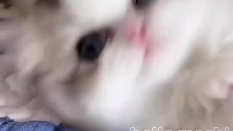 cute cats baby kitten cute moment❤️💕#hellomochi #cat #kitten