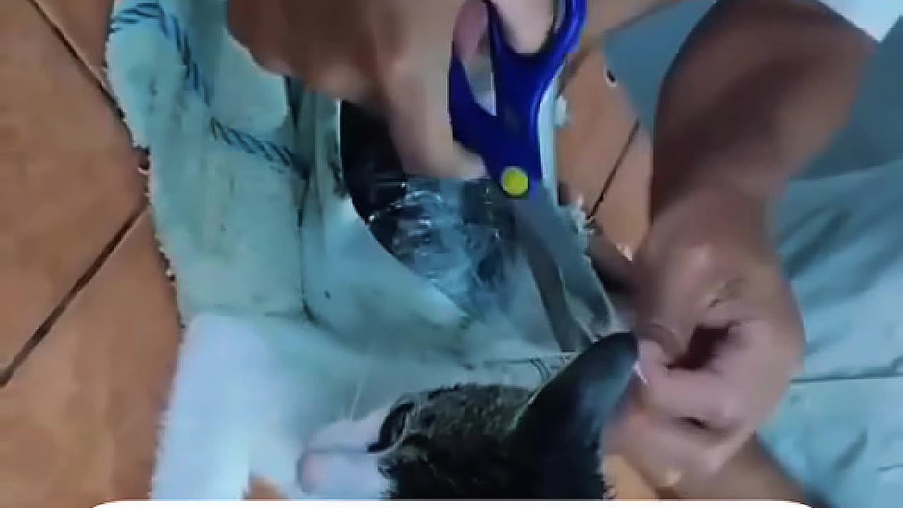 Prison Guards Catch Cat Smuggling Drugs Into Jail | The Real-Life ‘Narcomichi’ Story